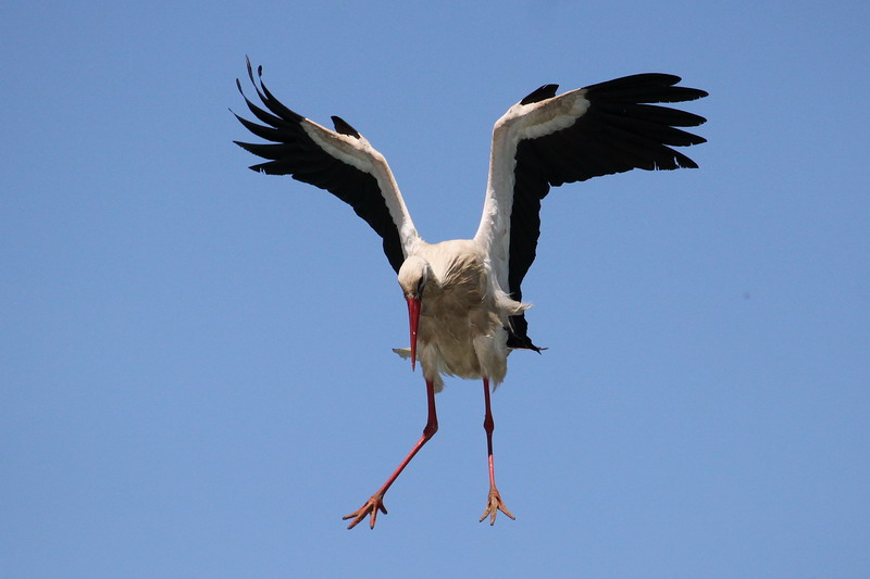 Weissstorch